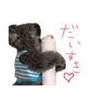 トイプードルシルバー♡bebe♡（個別スタンプ：10）