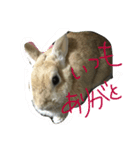 愛娘アリアナ（個別スタンプ：1）