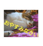 おかじんちのにゃんこ2（個別スタンプ：7）