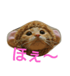 おかじんちのにゃんこ2（個別スタンプ：9）