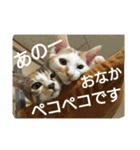 おかじんちのにゃんこ2（個別スタンプ：10）