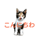 おかじんちのにゃんこ2（個別スタンプ：12）