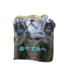 猫猫猫猫ちゃん（個別スタンプ：1）
