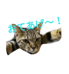 猫猫猫猫ちゃん（個別スタンプ：3）