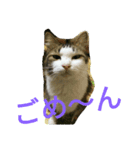 猫猫猫猫ちゃん（個別スタンプ：4）