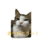 猫猫猫猫ちゃん（個別スタンプ：5）