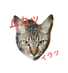 猫猫猫猫ちゃん（個別スタンプ：7）