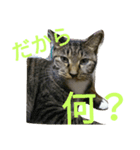 猫猫猫猫ちゃん（個別スタンプ：8）
