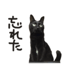 カワチ家のニケさん（個別スタンプ：12）