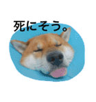 みみ太です。（個別スタンプ：1）