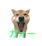 みみ太です。（個別スタンプ：2）