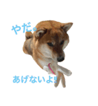 みみ太です。（個別スタンプ：3）