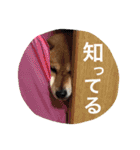 みみ太です。（個別スタンプ：5）