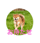 みみ太です。（個別スタンプ：8）