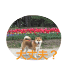 みみ太です。（個別スタンプ：10）