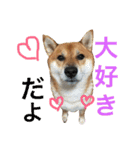 みみ太です。（個別スタンプ：12）