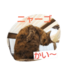 ニャーゴ（個別スタンプ：2）