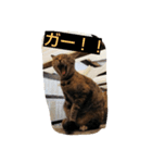 ニャーゴ（個別スタンプ：7）