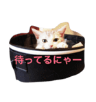 ネギとタマ（個別スタンプ：12）