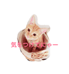 ネギとタマ（個別スタンプ：13）