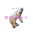 ネギとタマ（個別スタンプ：16）