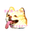 チワワム（個別スタンプ：7）