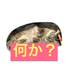 ミント王子（個別スタンプ：1）