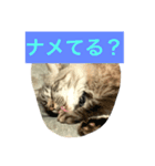ミント王子（個別スタンプ：8）