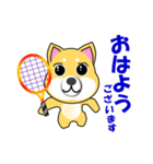 柴犬のテニス（個別スタンプ：1）