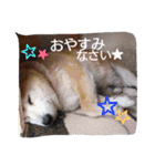 animal family！（個別スタンプ：4）