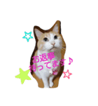animal family！（個別スタンプ：15）