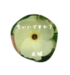 oshiro stamp（個別スタンプ：14）