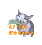 ポジティブ☆にゃんこ（個別スタンプ：3）