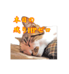 ポジティブ☆にゃんこ（個別スタンプ：4）