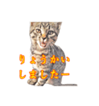 ポジティブ☆にゃんこ（個別スタンプ：7）