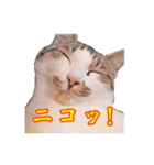 ポジティブ☆にゃんこ（個別スタンプ：8）