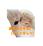 ポジティブ☆にゃんこ（個別スタンプ：11）