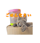 ポジティブ☆にゃんこ（個別スタンプ：12）