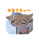 ポジティブ☆にゃんこ（個別スタンプ：17）