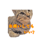 ポジティブ☆にゃんこ（個別スタンプ：18）