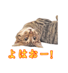 ポジティブ☆にゃんこ（個別スタンプ：29）