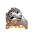 ポジティブ☆にゃんこ（個別スタンプ：34）