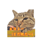 ポジティブ☆にゃんこ（個別スタンプ：36）