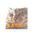 ポジティブ☆にゃんこ（個別スタンプ：38）