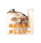 ポジティブ☆にゃんこ（個別スタンプ：39）