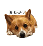 こすけの日常2（個別スタンプ：11）