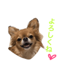 うちの子モカ2（個別スタンプ：3）