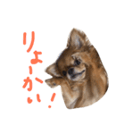 うちの子モカ2（個別スタンプ：4）