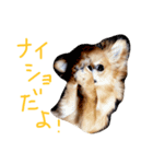 うちの子モカ2（個別スタンプ：7）