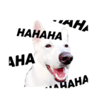 ホワイトシェパードと柴犬（個別スタンプ：1）